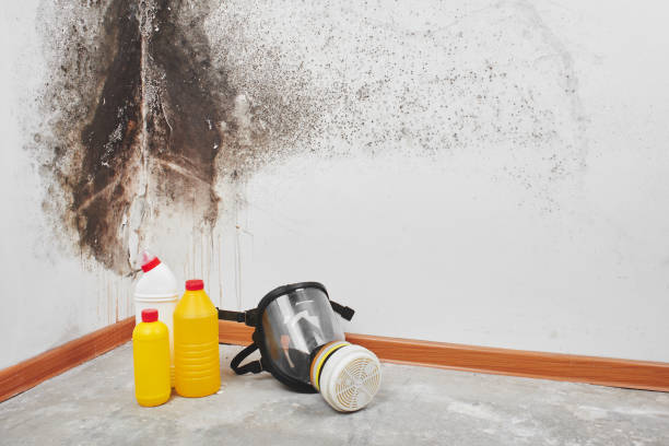 Best Office Mold Removal Services  in Lumbine Valley, CO