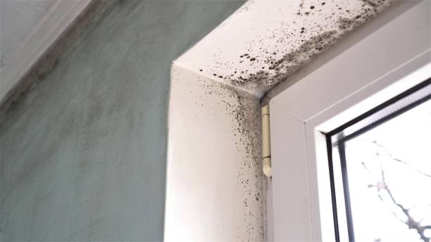 Best Toxic Mold Removal  in Lumbine Valley, CO