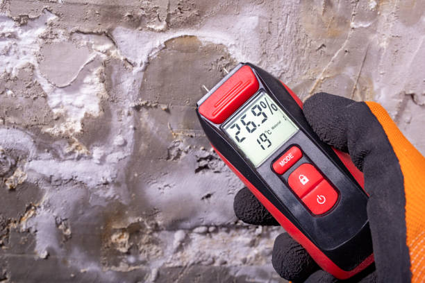 Best Local Mold Removal Service  in Lumbine Valley, CO