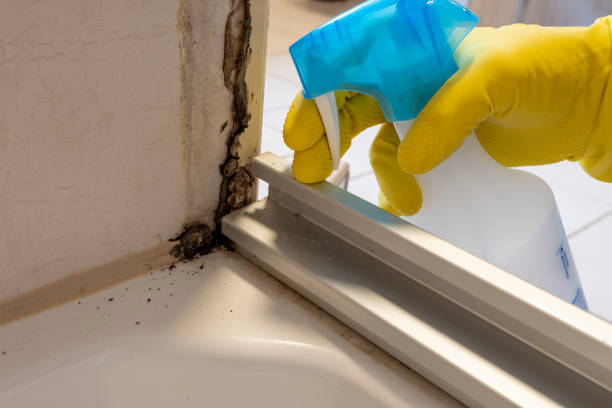 Mold Removal Process in Columbine Valley, CO