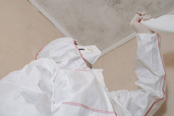 Best Mold Damage Repair  in Lumbine Valley, CO
