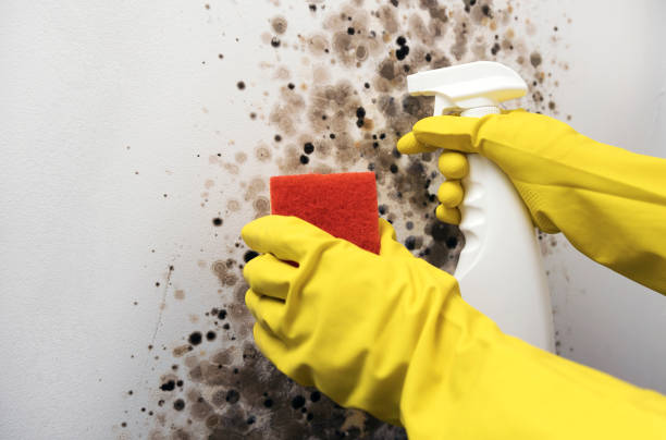 Professional Mold Removal in Columbine Valley, CO