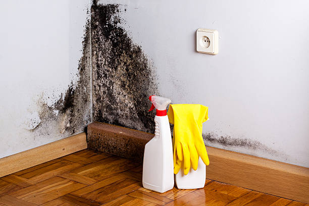 Best Mold Removal and Inspection  in Lumbine Valley, CO