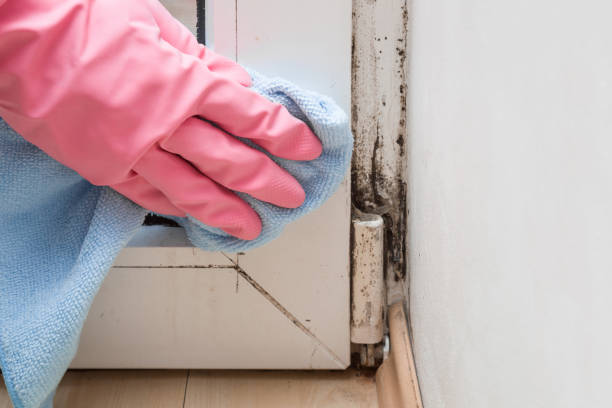 Attic Mold Removal in Columbine Valley, CO