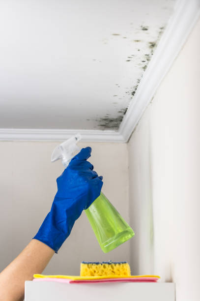 Best Fast Mold Removal  in Lumbine Valley, CO