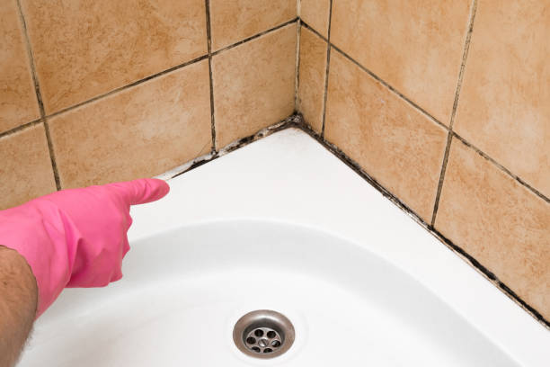 Best Mold Removal Process  in Lumbine Valley, CO